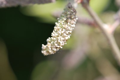 Broussonetia papyrifera - papírovník čínský - květenství detail